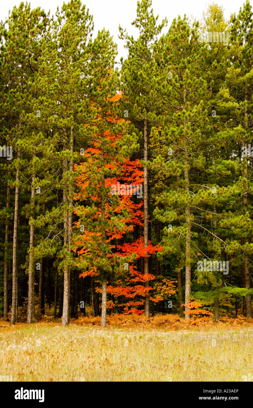 Beautiful trees northern Ontario Canada Stock Photo Alamy
