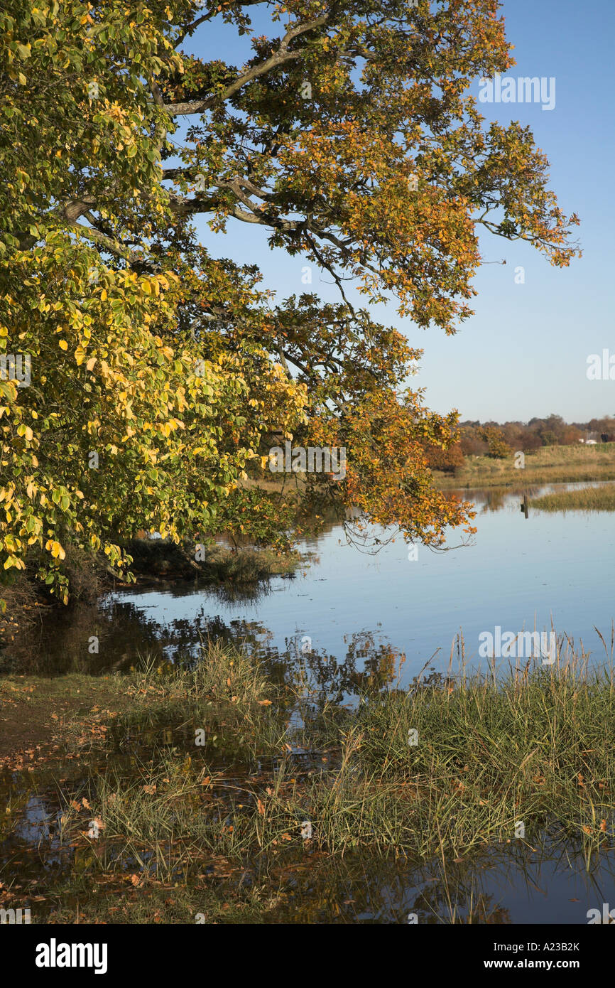 Autumn tree leaves over River Deben Kyson Point Woodbridge Suffolk ...