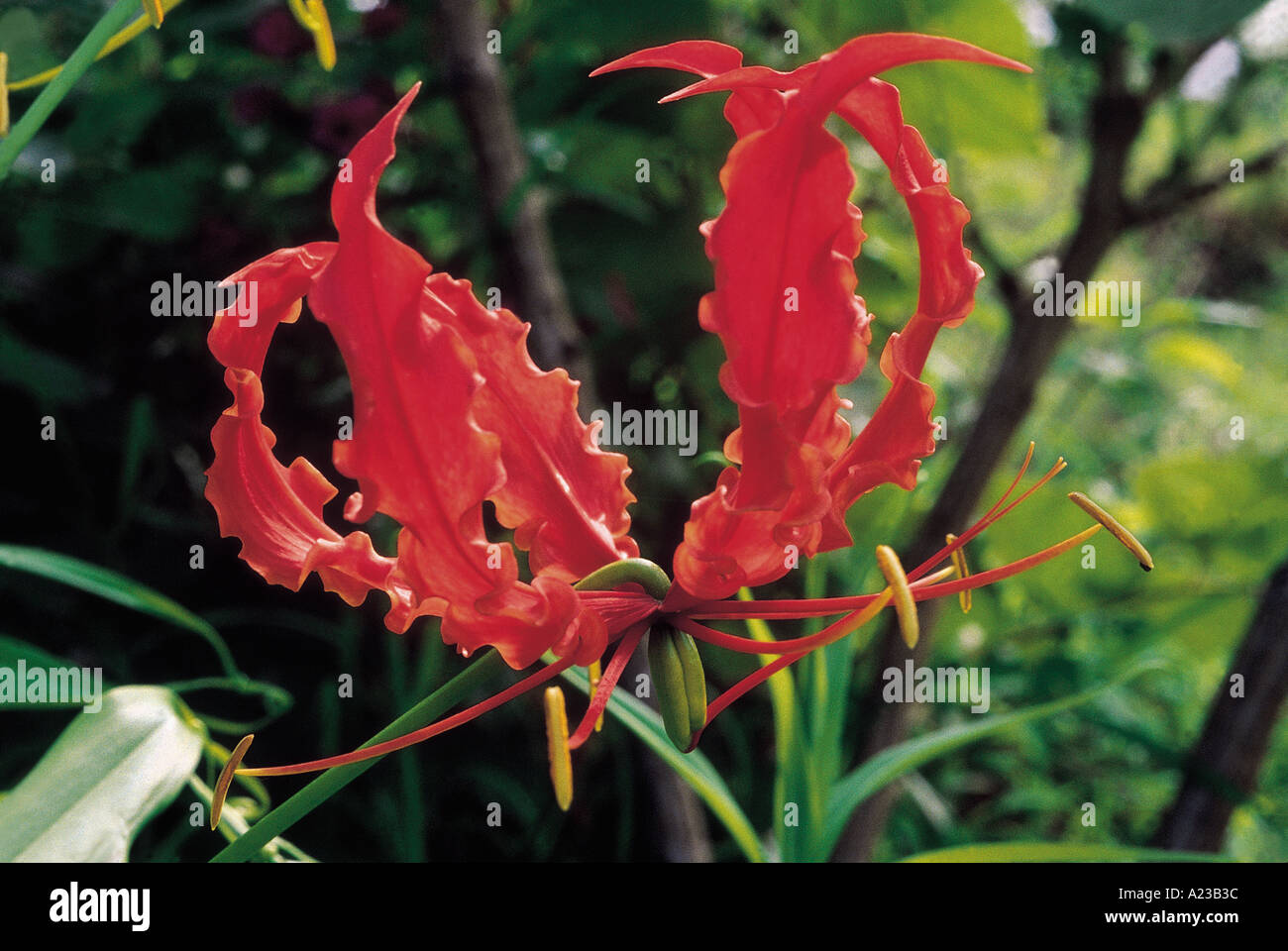 Gloriosa Superba. Glory lily. Family: Liliaceae. Stock Photo