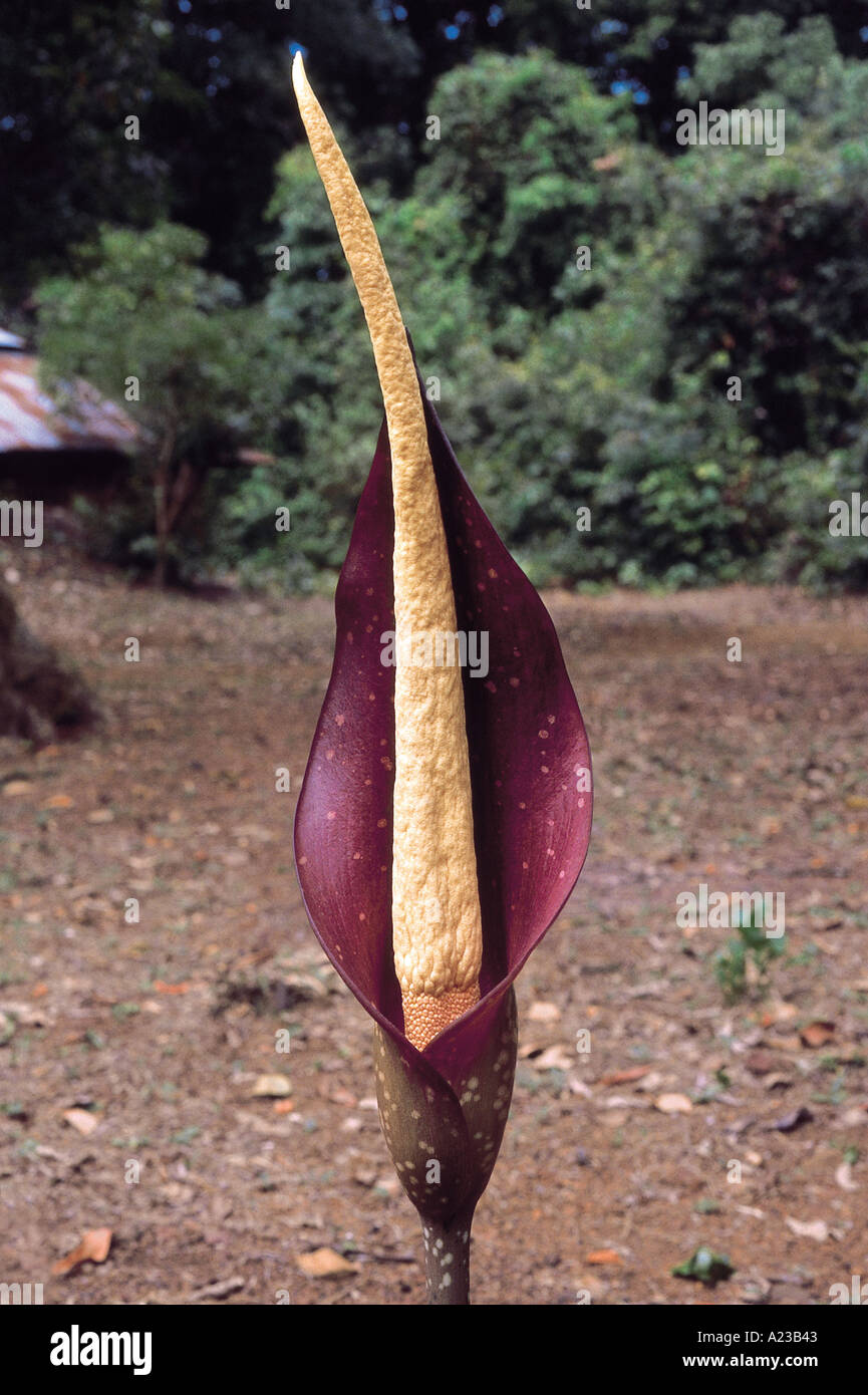 Amorphophallus Commutatus Family Araceae Stock Photo