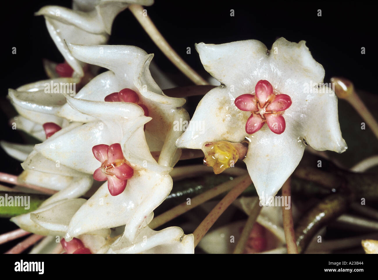 An epiphytic climber. Hoya sp. Family: Asclepiadaceae. Stock Photo