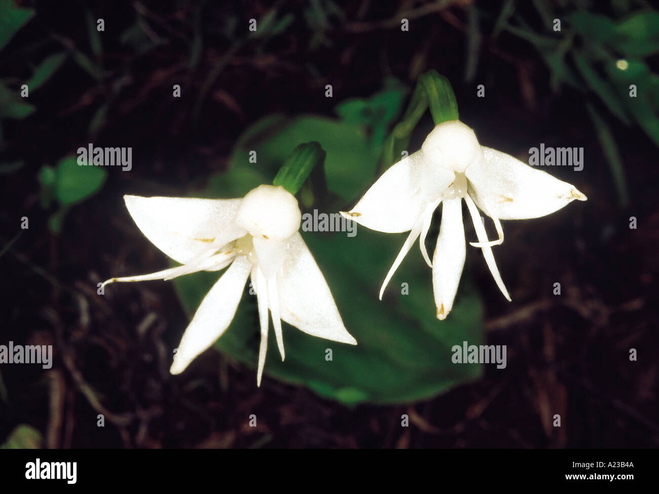 Habenaria Grandiflora. Family: Orchidaceae. Stock Photo