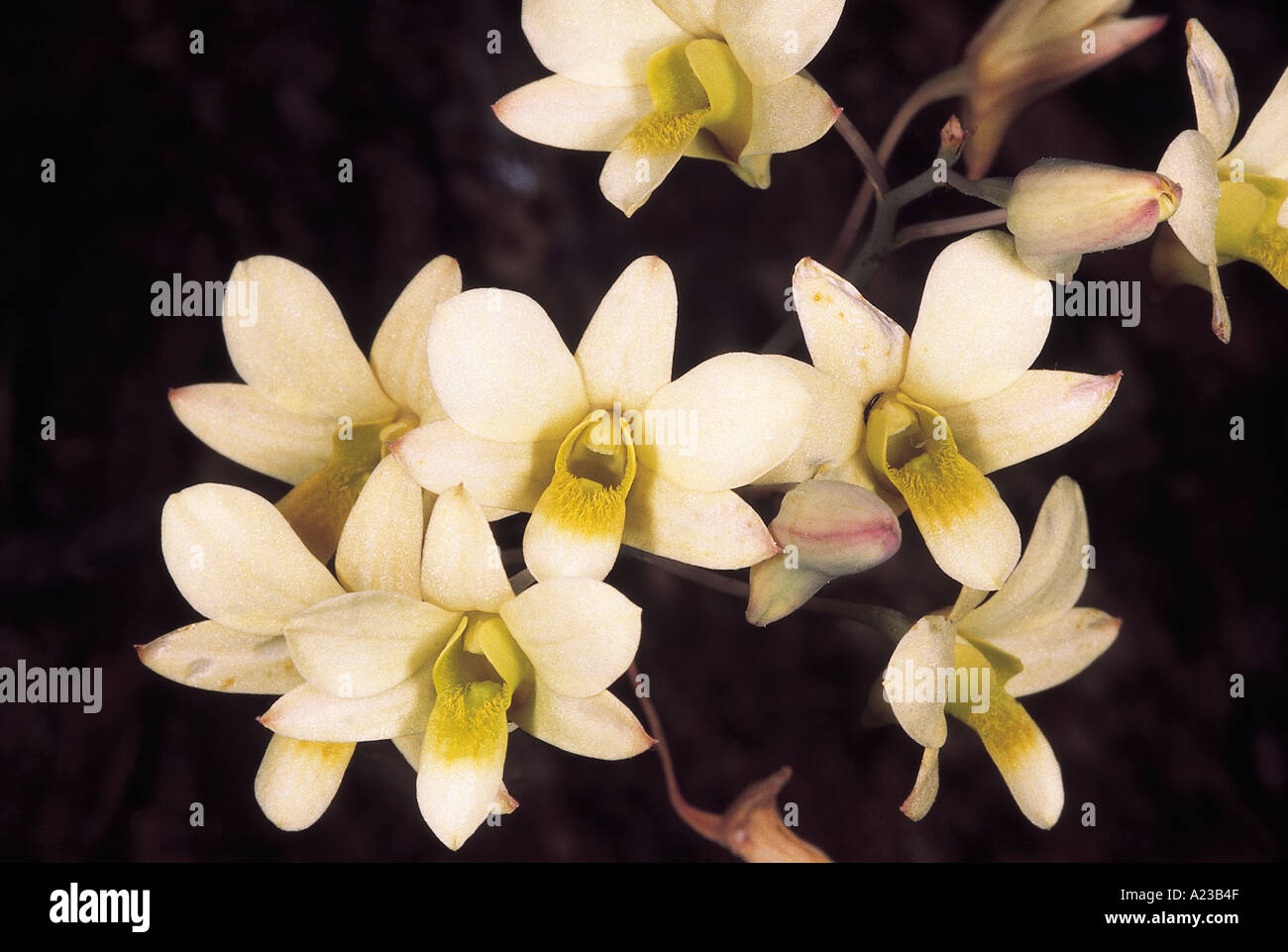 Dendrobium Ovatum. Family: Orchidaceae. An epiphytic orchid with pseudobulbs that flowers in the dry season. Stock Photo