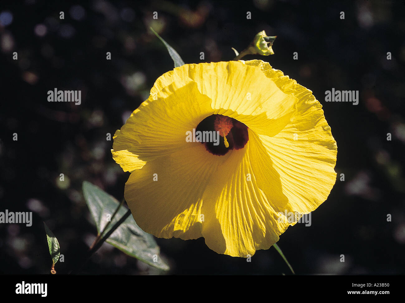 Azanza Lampas. Family: Malvaceae. A shrub which yields a fibre that is used to make ropes. Stock Photo