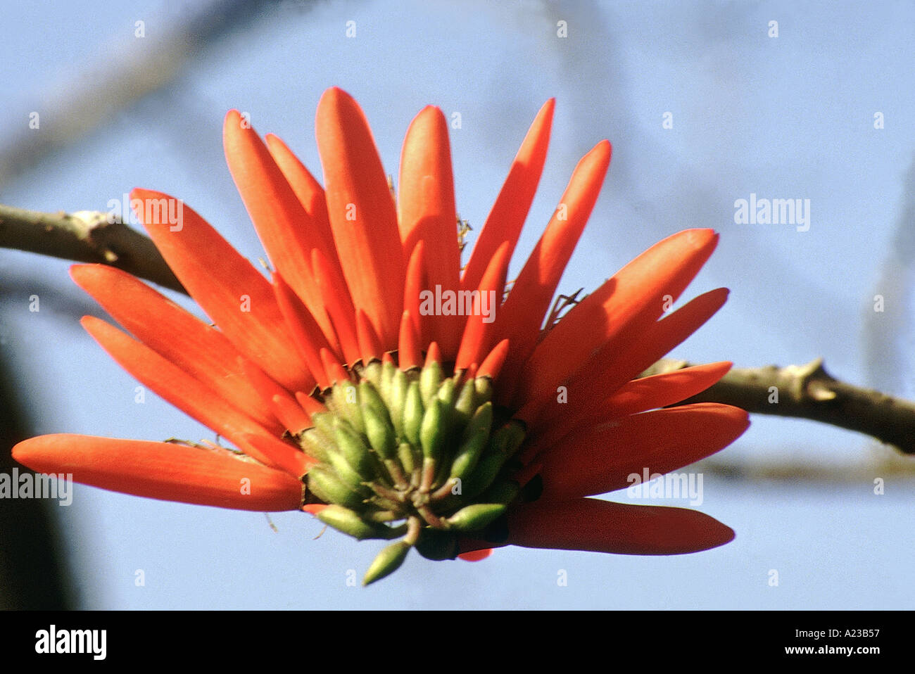 Close up of a flower Erythrina Suberosa Coral tree Family Fabaceae Stock Photo