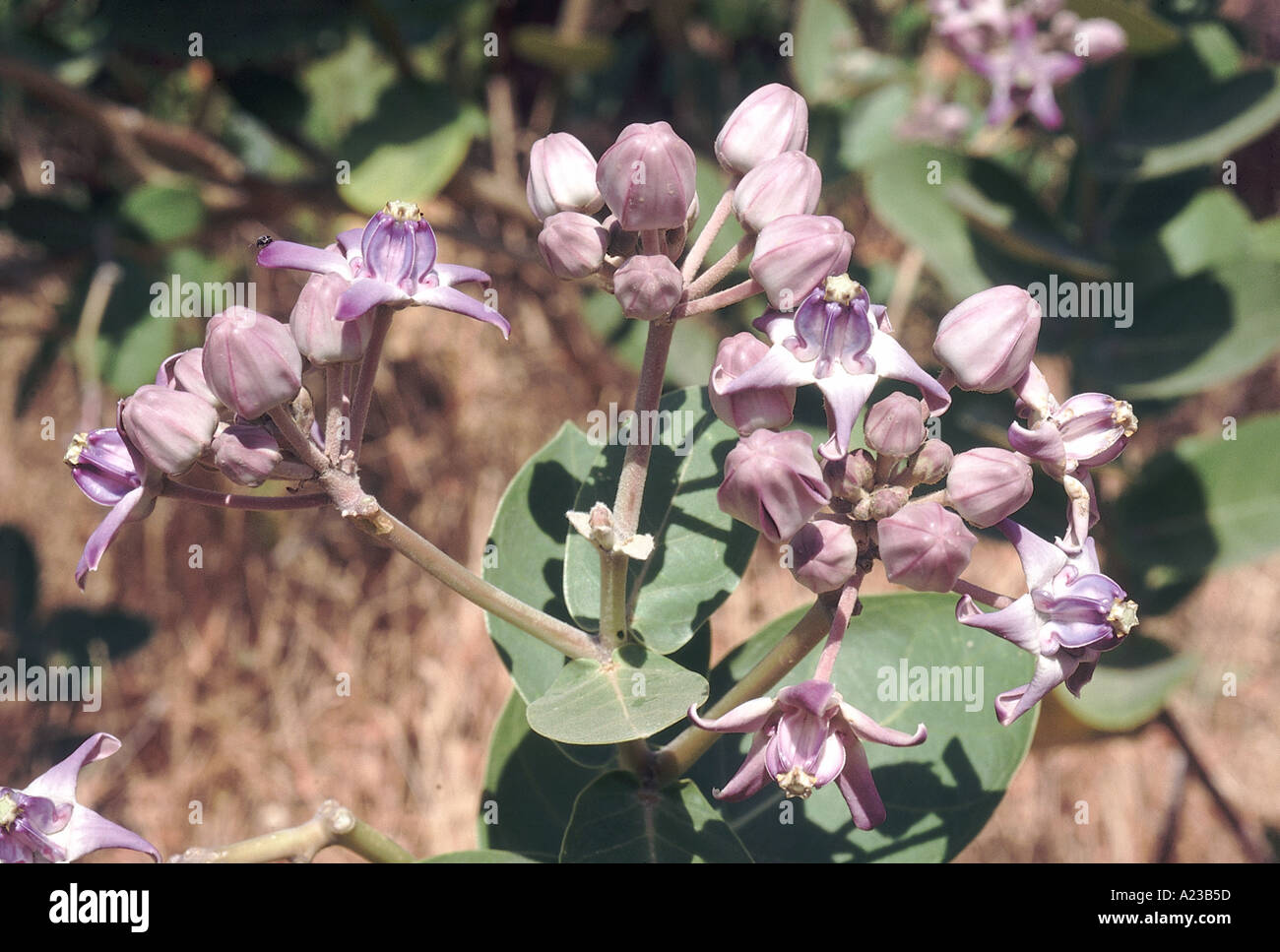 Crown Flower, Akund. Calotropis gigantea Family: Asclepiadaceae Milkweed family. Waxy flowers lavender.  Nasrapur, Pune, Maharashtra, India Stock Photo