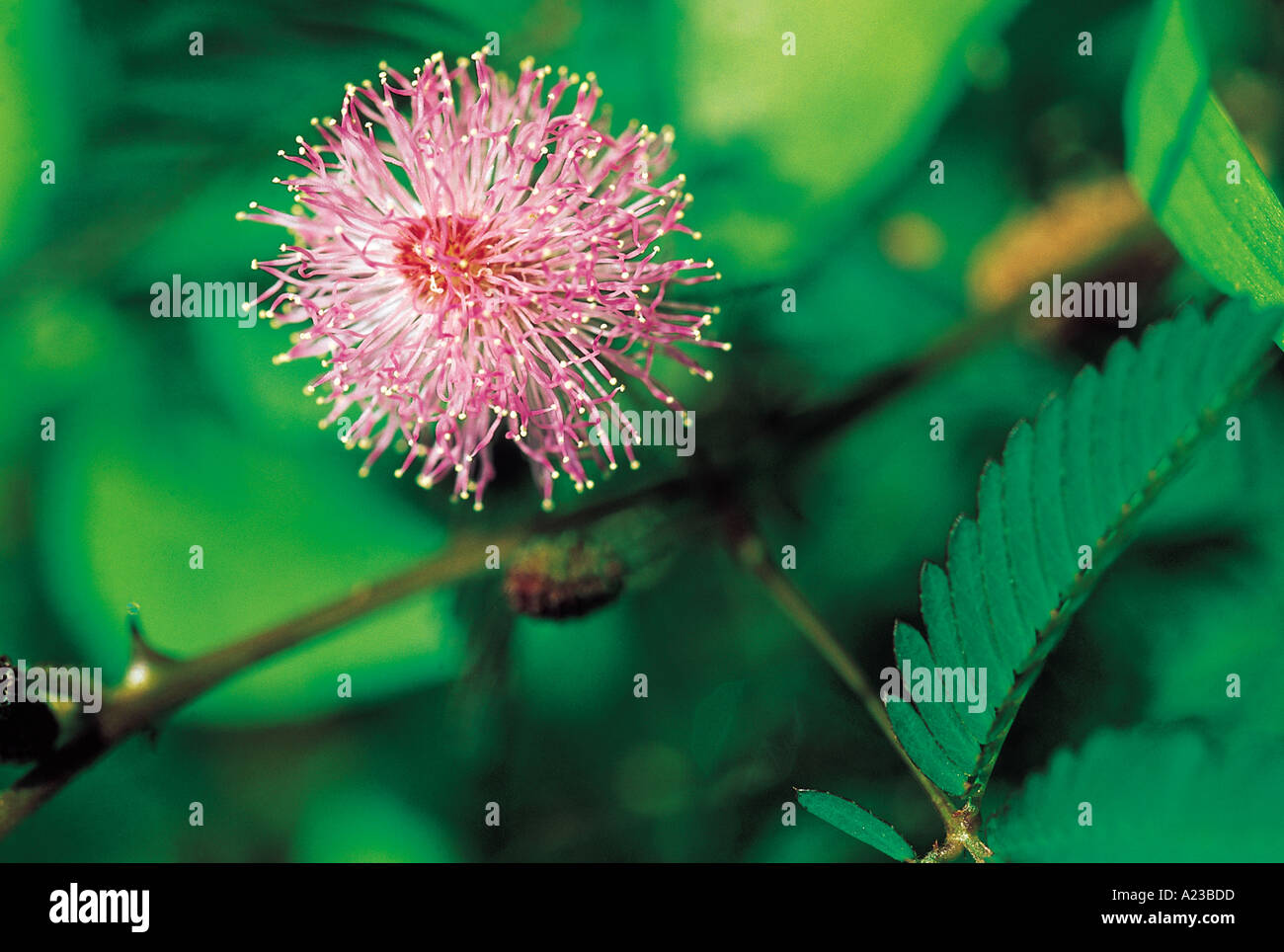 Mimosa Pudica. 'Touch me not' flower with open leaves. Goa, India. Stock Photo
