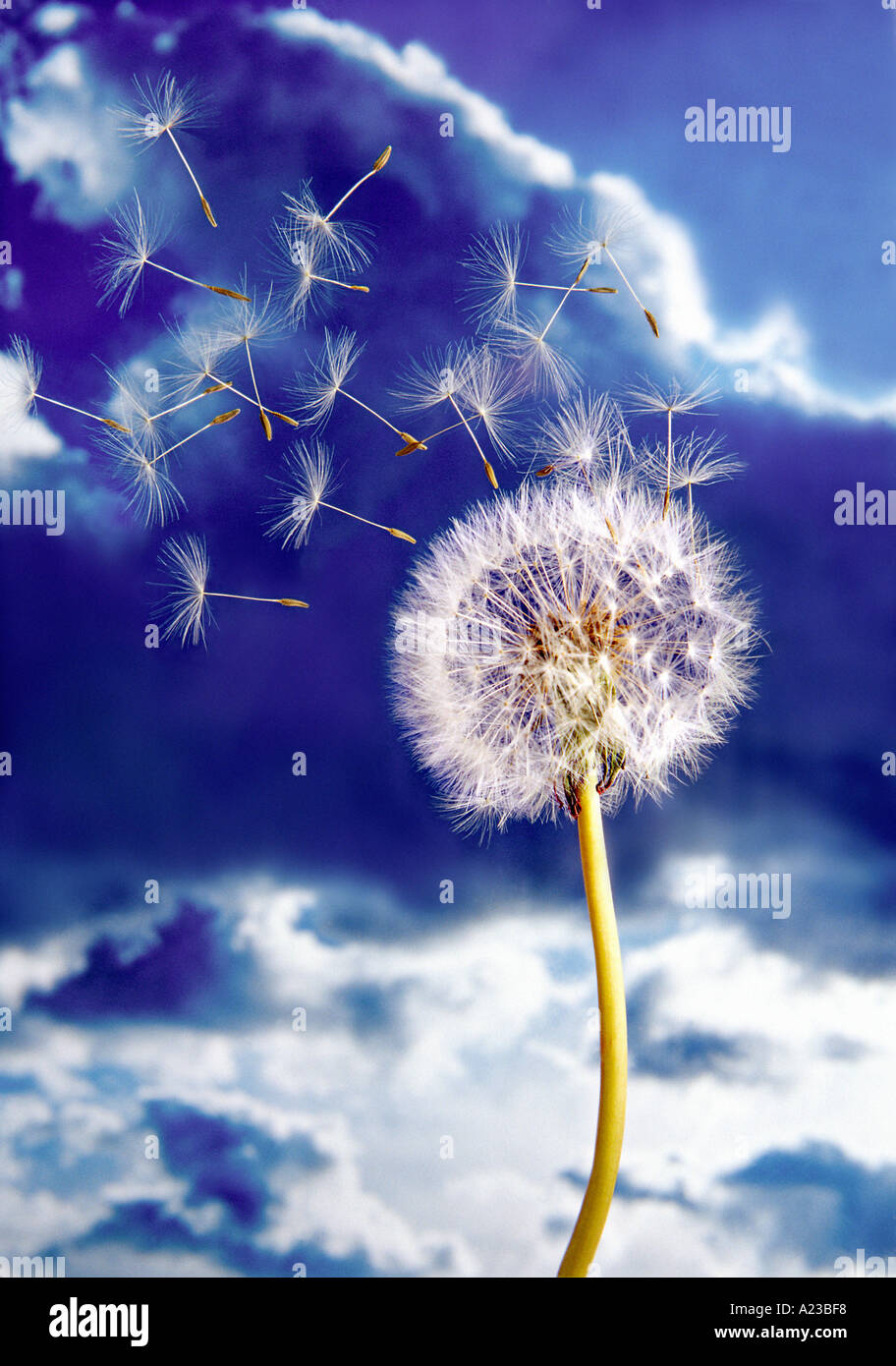 Dandelion Blowing In The Wind High Resolution Stock Photography And Images Alamy