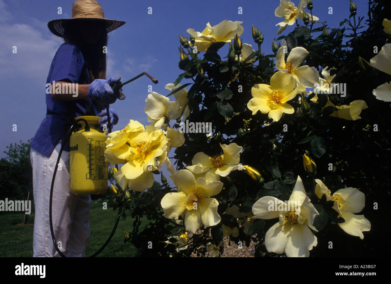 Flowers insect control Woman gardener spraying yellow flowers Pests