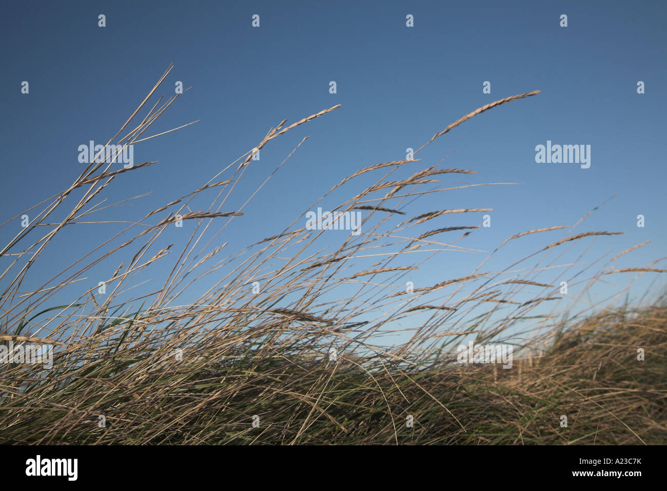 Grass stems against blue winter sky Stock Photo