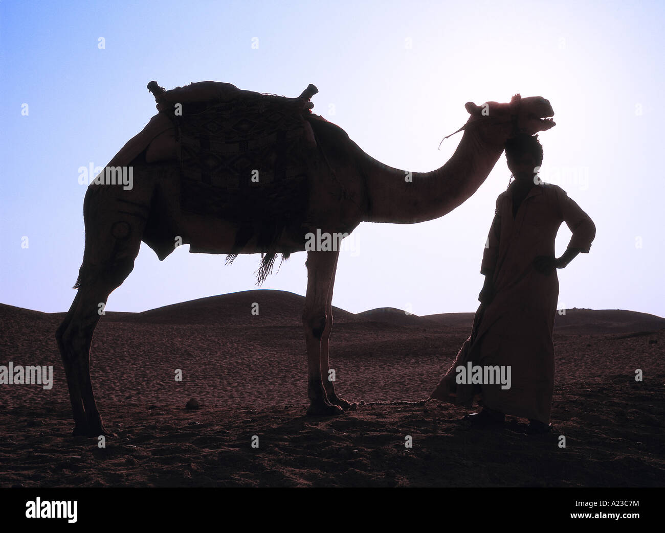 Bedouin camel herder hi-res stock photography and images - Alamy