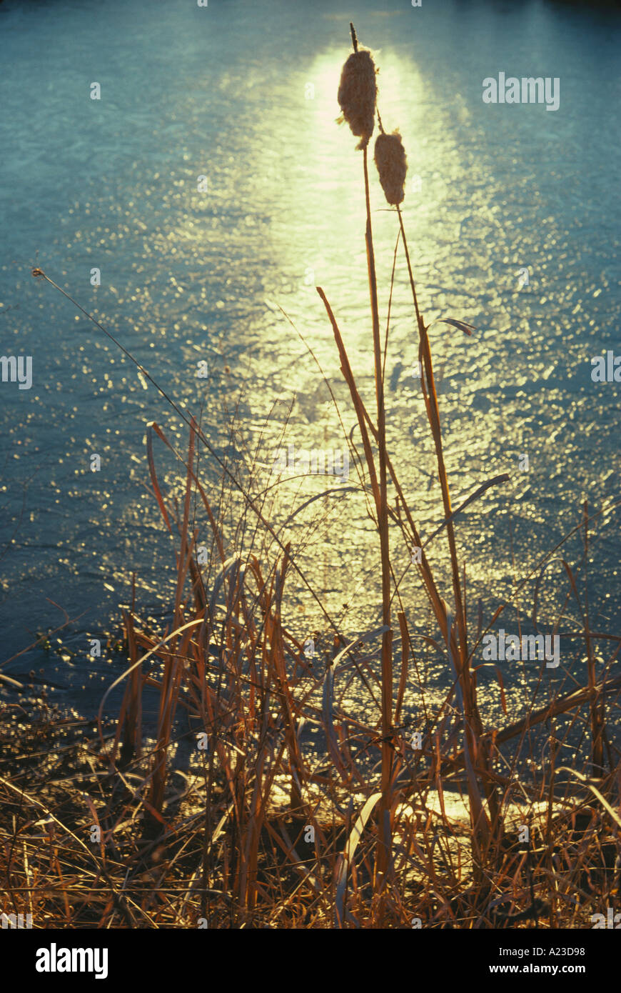 Cattails,Typha latifolia, stand backlighted on a frozen lake haloed in the waning afternoon light, Missouri, USA Stock Photo
