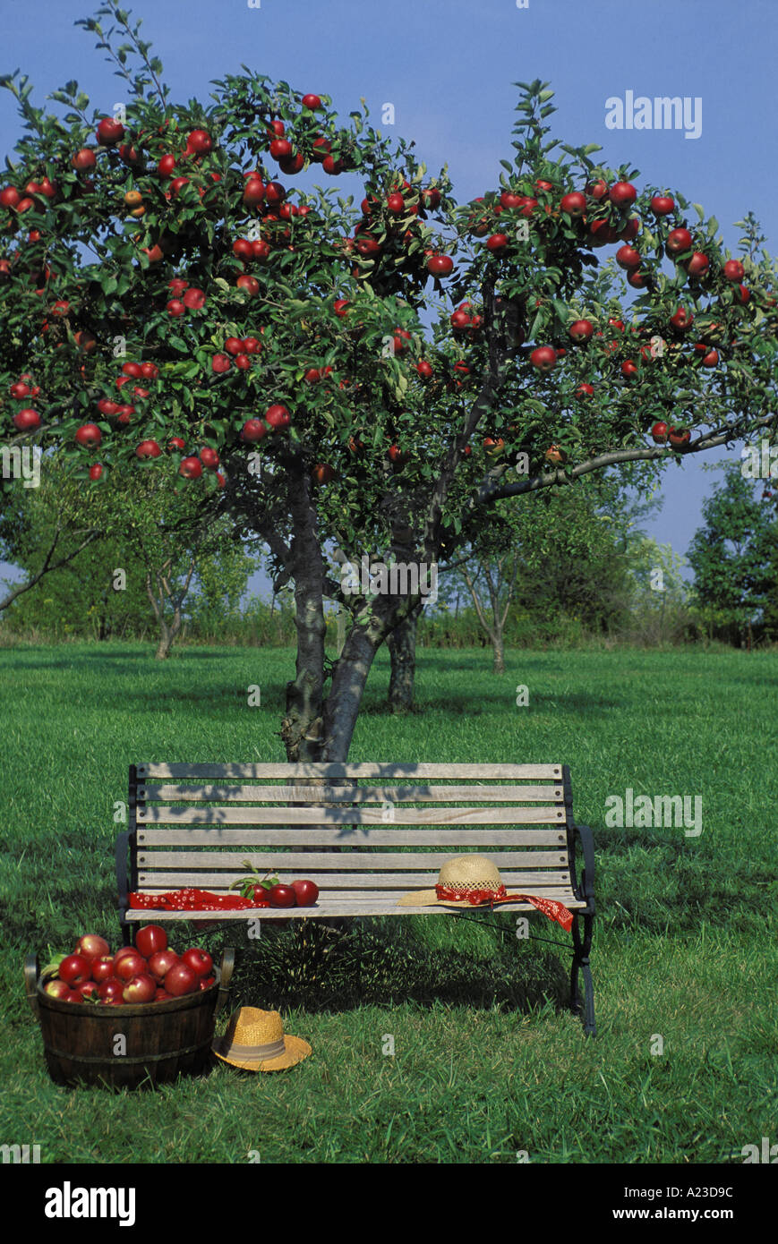 Bench in the orchard of Stayman Winesap apples with an antique wooden basket full of fresh-picked fruit, Missouri USA Stock Photo