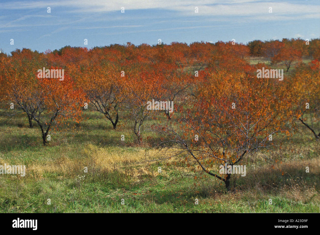 Orchard of apple trees in autumn color, Missouri USA Stock Photo Alamy