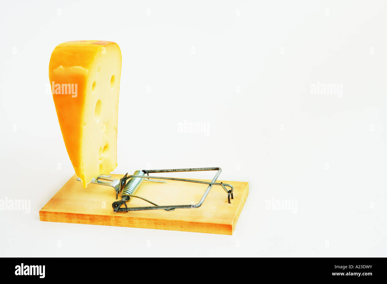 Huge wedge of cheese set as bait on a mousetrap Stock Photo Alamy