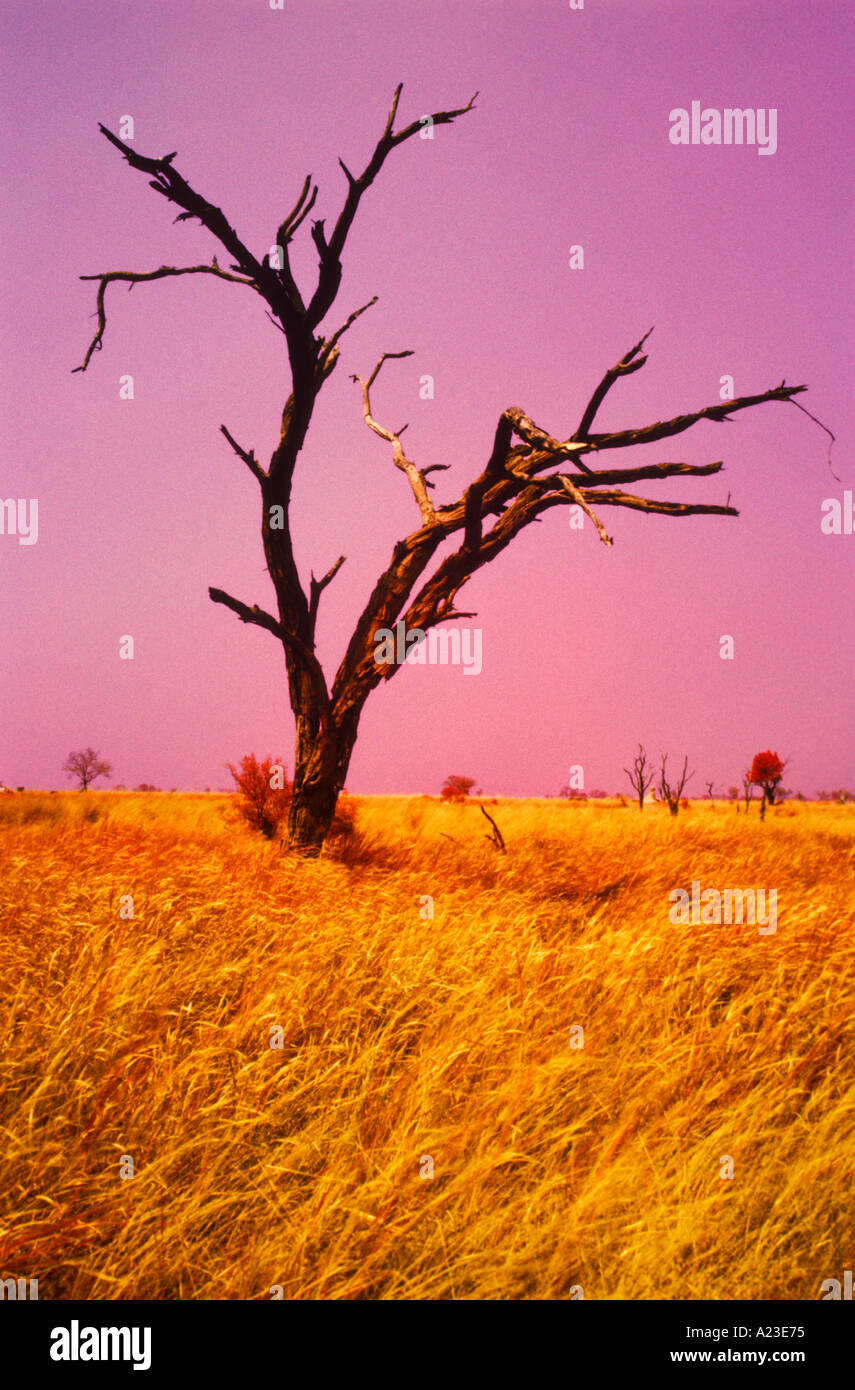 An infra red image of a dead tree Botswana cross processed Stock Photo