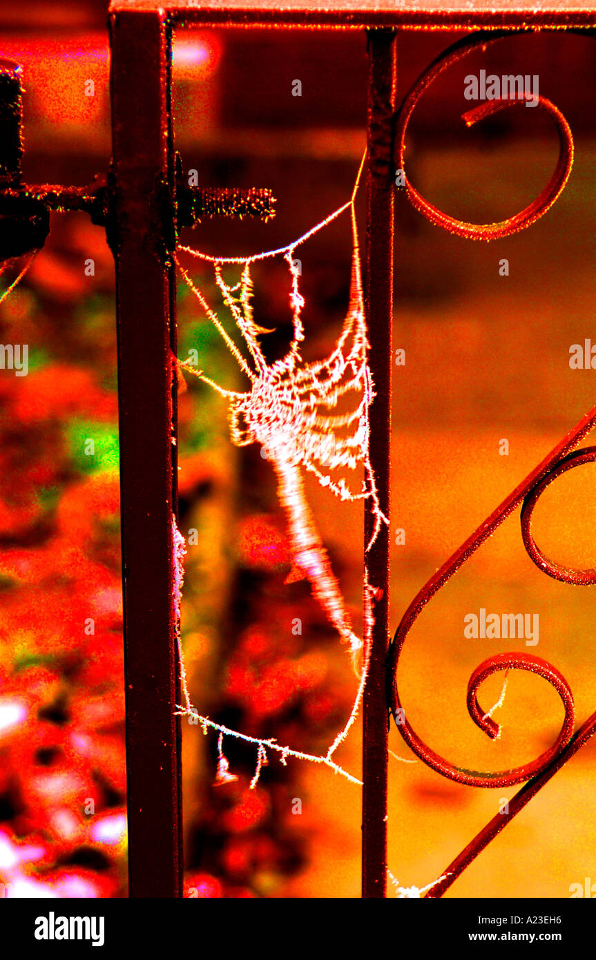 Frost Covered Spiders Web Stock Photo - Alamy