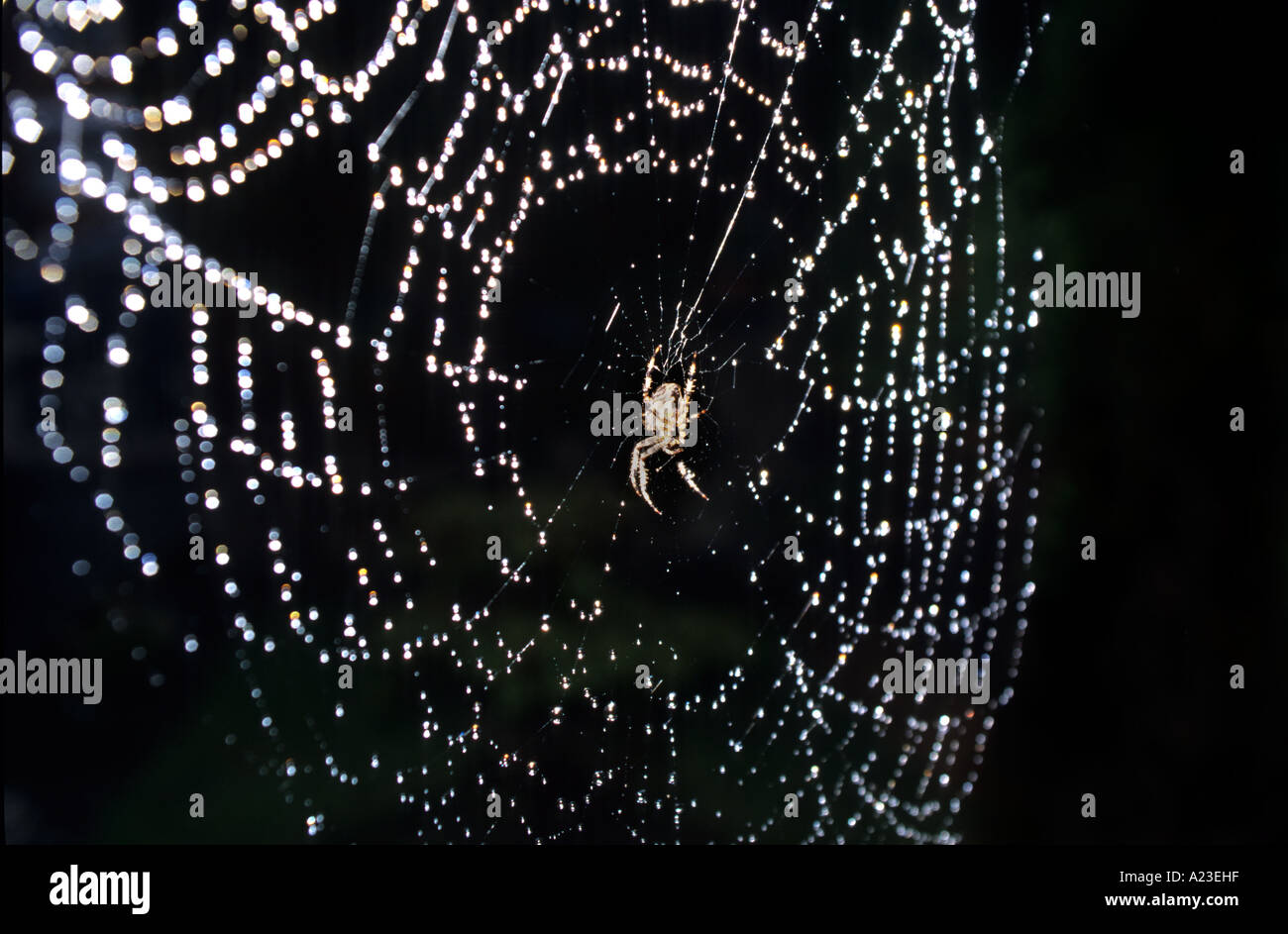 Garden Spider On Its Web(Araneus diadematus Stock Photo - Alamy