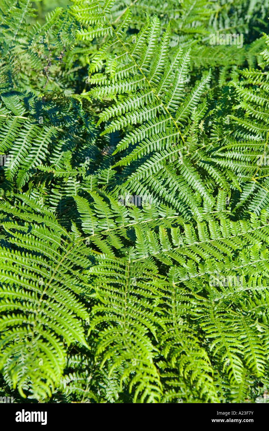 Ferns plants hi-res stock photography and images - Alamy