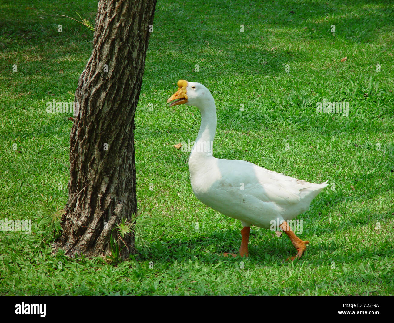White goose towards tree in Thailand Stock Photo