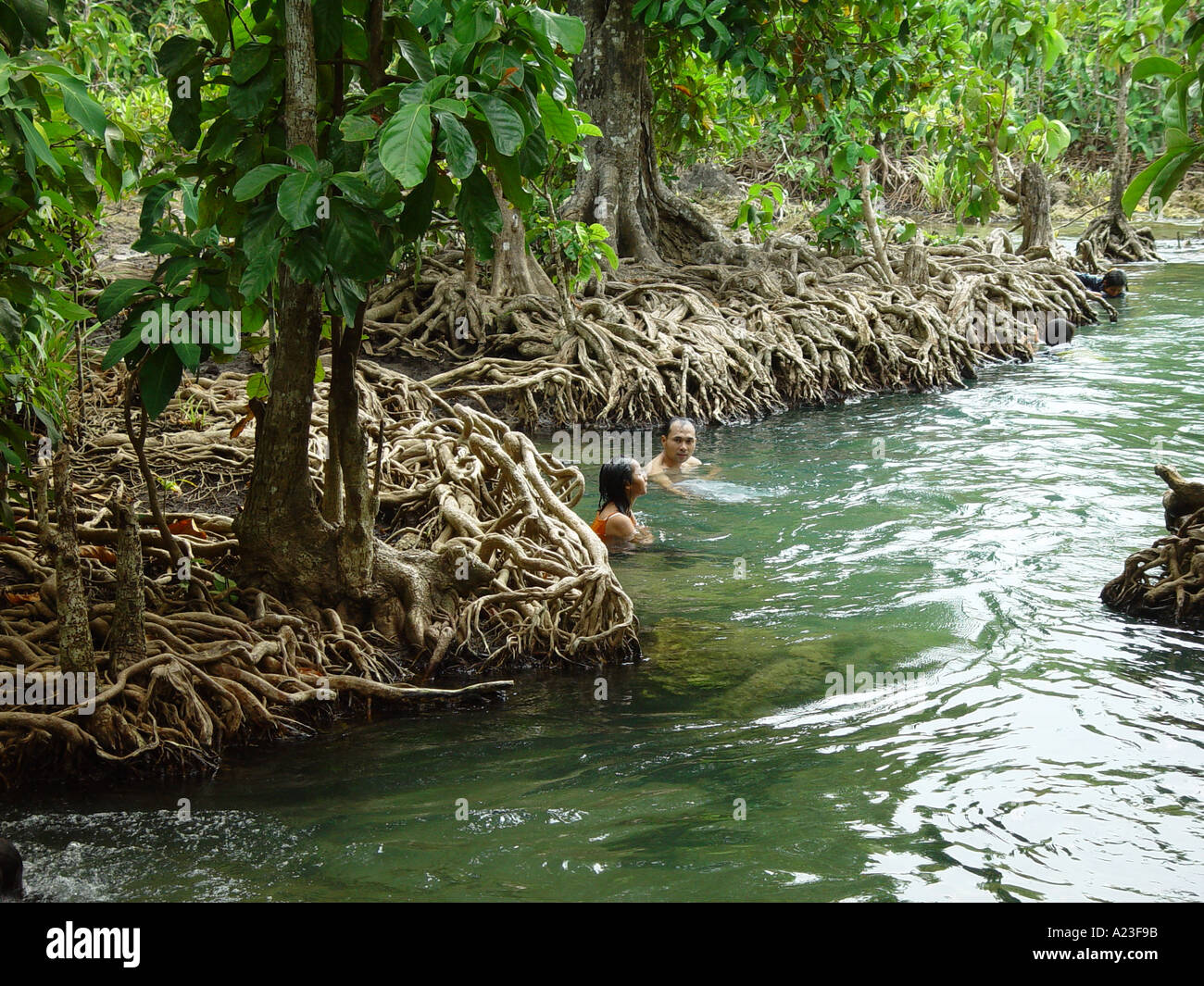 People in freshwater swimming along Eugenia trees in Thailand Stock Photo