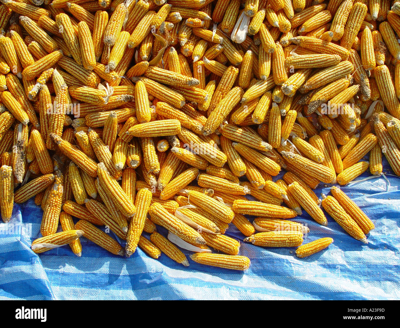 Corncobs on blue plastic sheet for fodder in Thailand Stock Photo