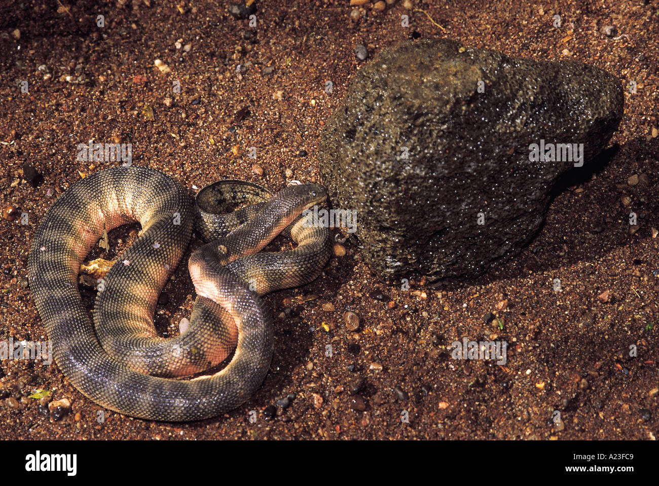 HOOK NOSE SEA SNAKE, Enhydrina schistosa. Venomous Common Captive specimen. Maharashtra, INDIA Stock Photo