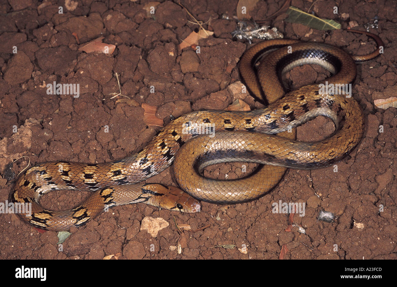 Trinket snake hi-res stock photography and images - Alamy