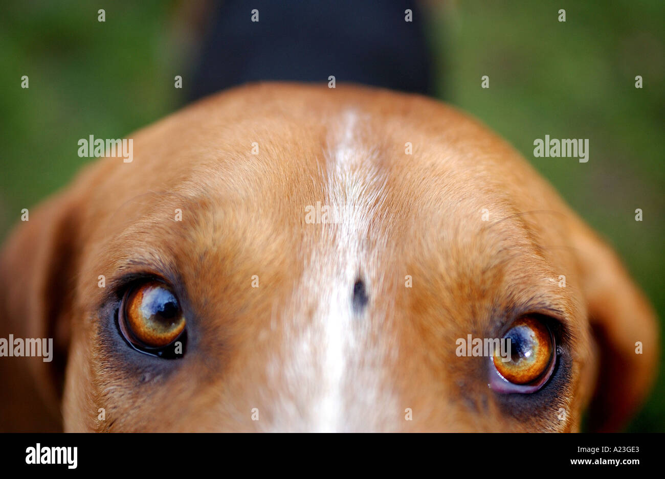 A hunting hound with piercing eyes looking into the camera at the Eggesford Hunt in North Devon, UK. Stock Photo