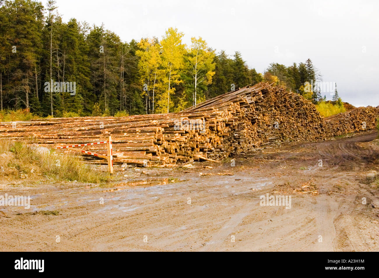 Logging Operation in Northern Ontario Canada Stock Photo Alamy