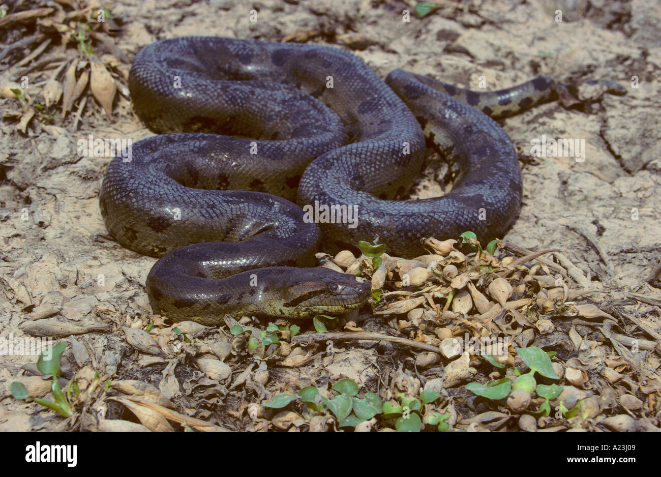 Anaconda Eunectes murinus Stock Photo - Alamy