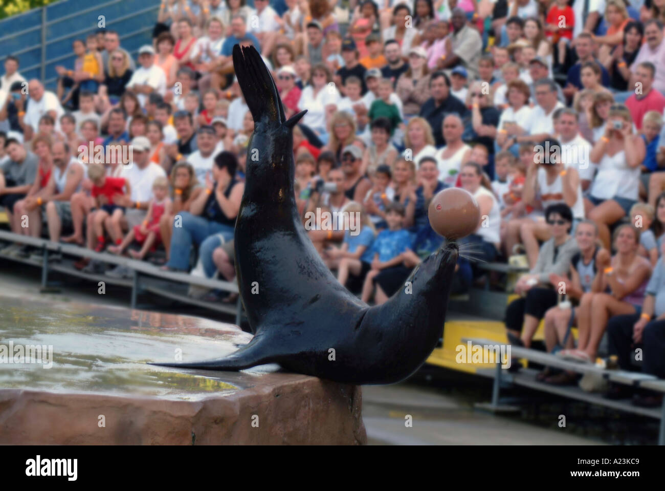 Sea lion doing difficult tricks while keeping a ball balanced on its nose Stock Photo