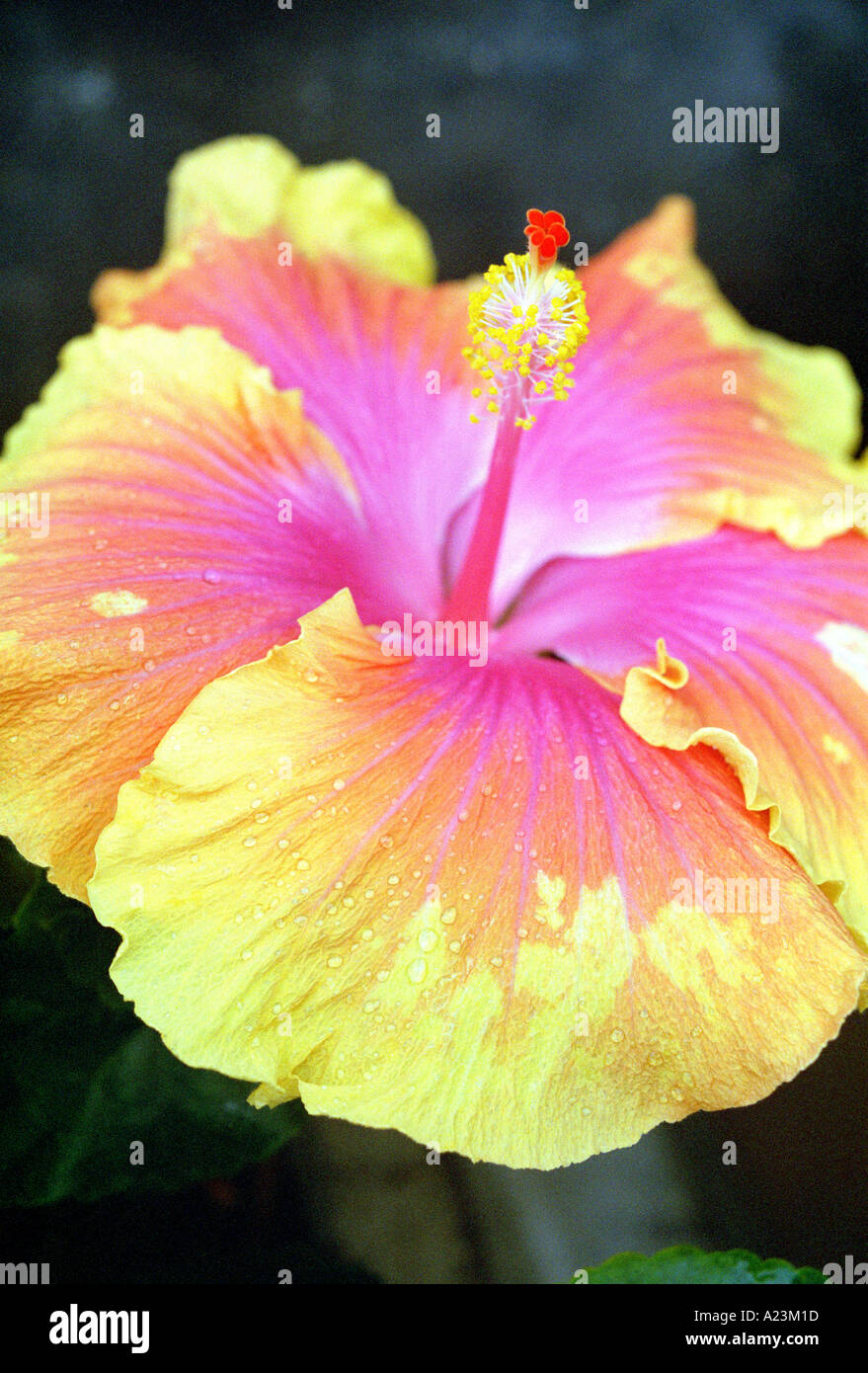 Solo hibiscus flower hi-res stock photography and images - Alamy