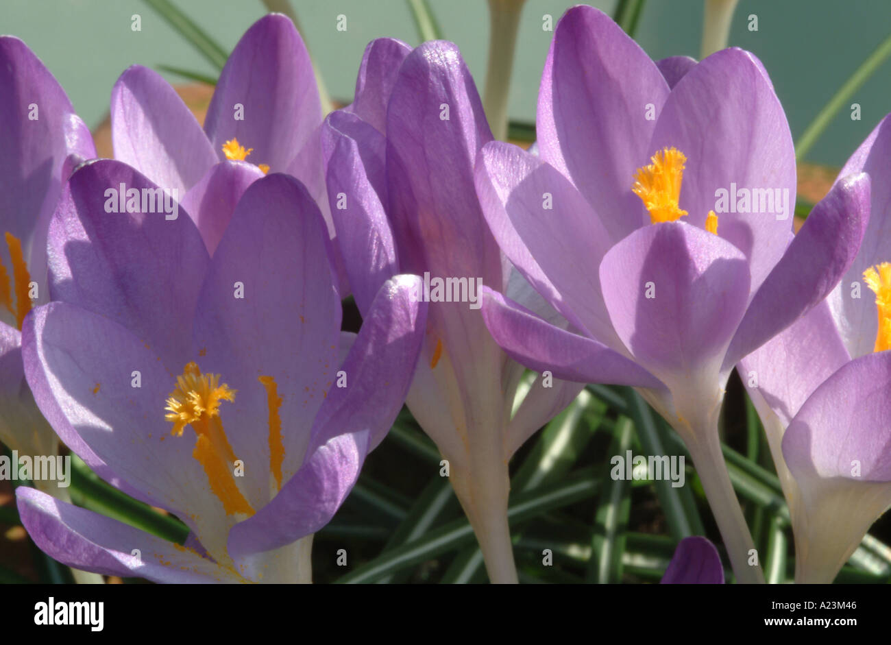 Pale Purple Closeup of Crocus Whitewell Purple in Spring Bloom in a Cheshire Garden England United Kingdom UK Stock Photo
