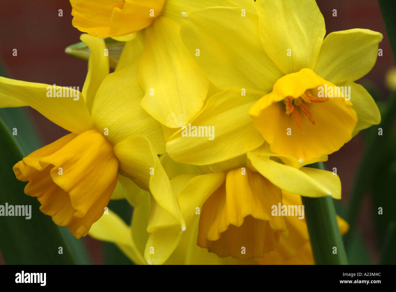 Closeup of Multi headed Daffodil Cornish Chuckles Flowers in a Cheshire