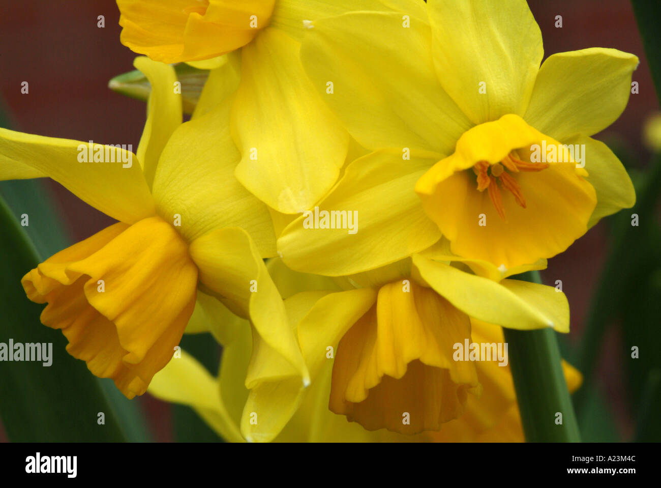 Closeup of Multi headed Daffodil Cornish Chuckles Flowers in a Cheshire ...