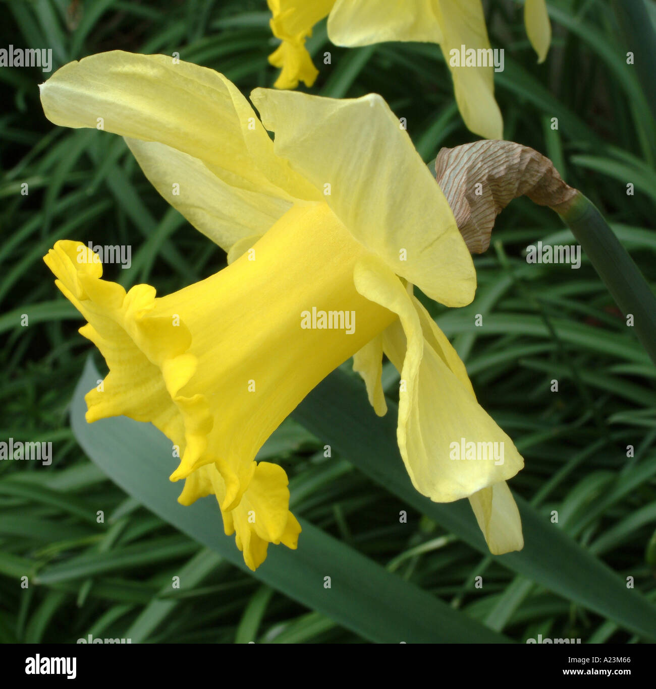 Closeup of Daffodil in Early Spring Bloom in a Cheshire Garden England United Kingdom UK Stock
