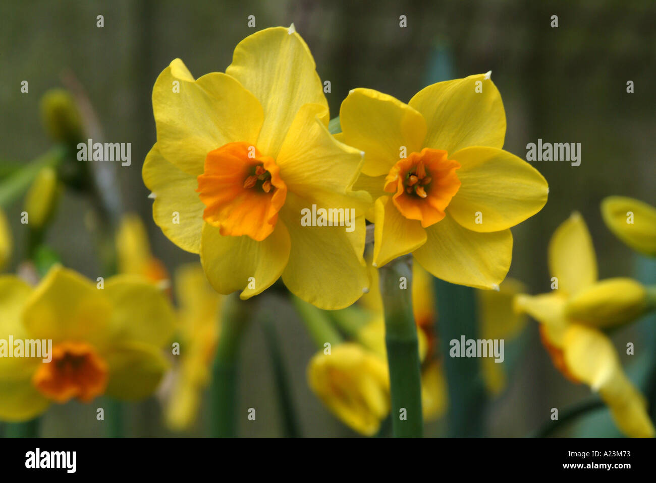 Narcissus in Full Spring Bloom in a Cheshire Garden England
