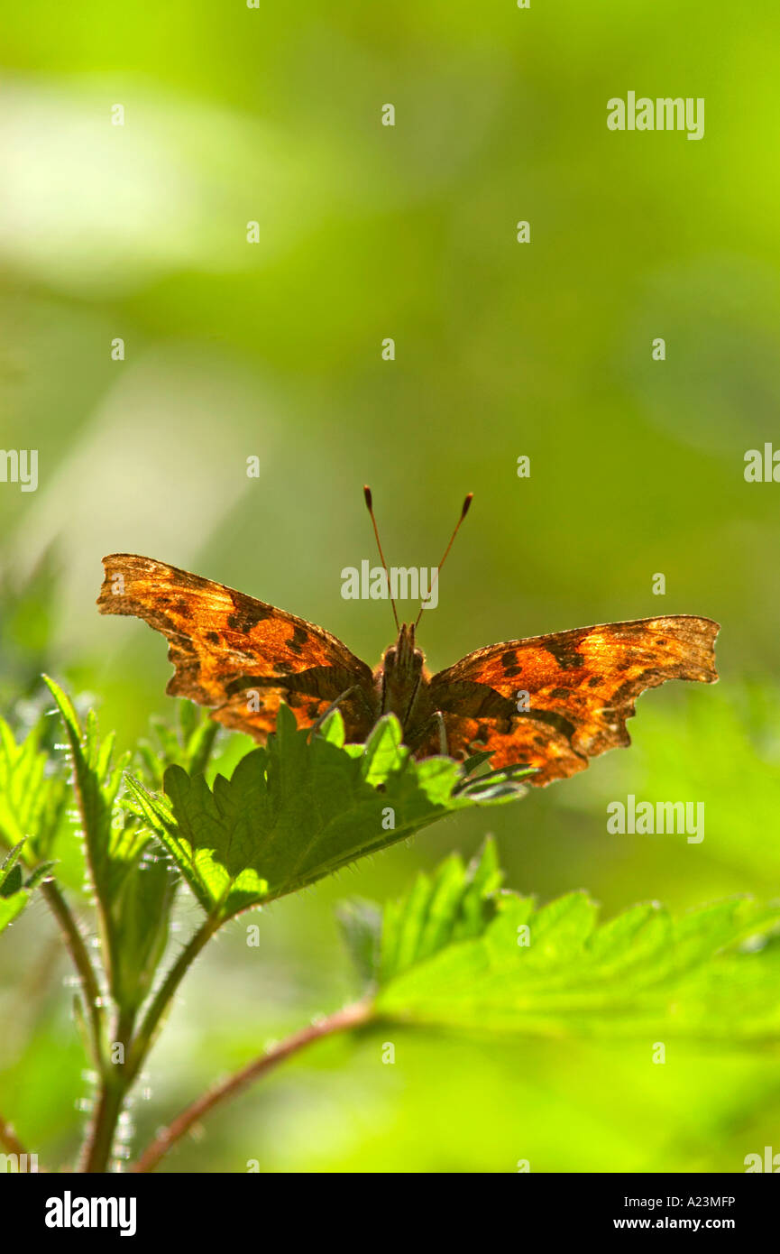Comma butterfly perched on backlit nettle Stock Photo - Alamy