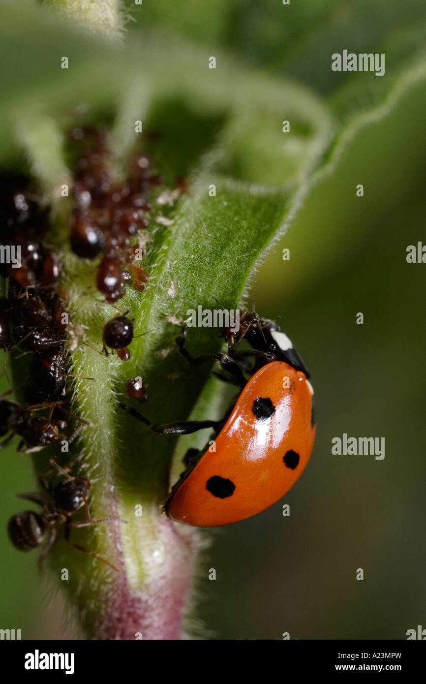 A seven spot ladybug is attacked by ants (black garden ant, Lasius niger, and Coccinella septempunctata) while eating aphids Stock Photo
