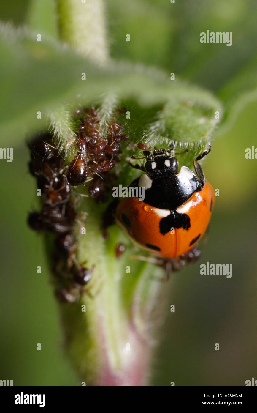 A seven spot ladybug is attacked by ants (black garden ant, Lasius niger, and Coccinella septempunctata) while eating aphids Stock Photo
