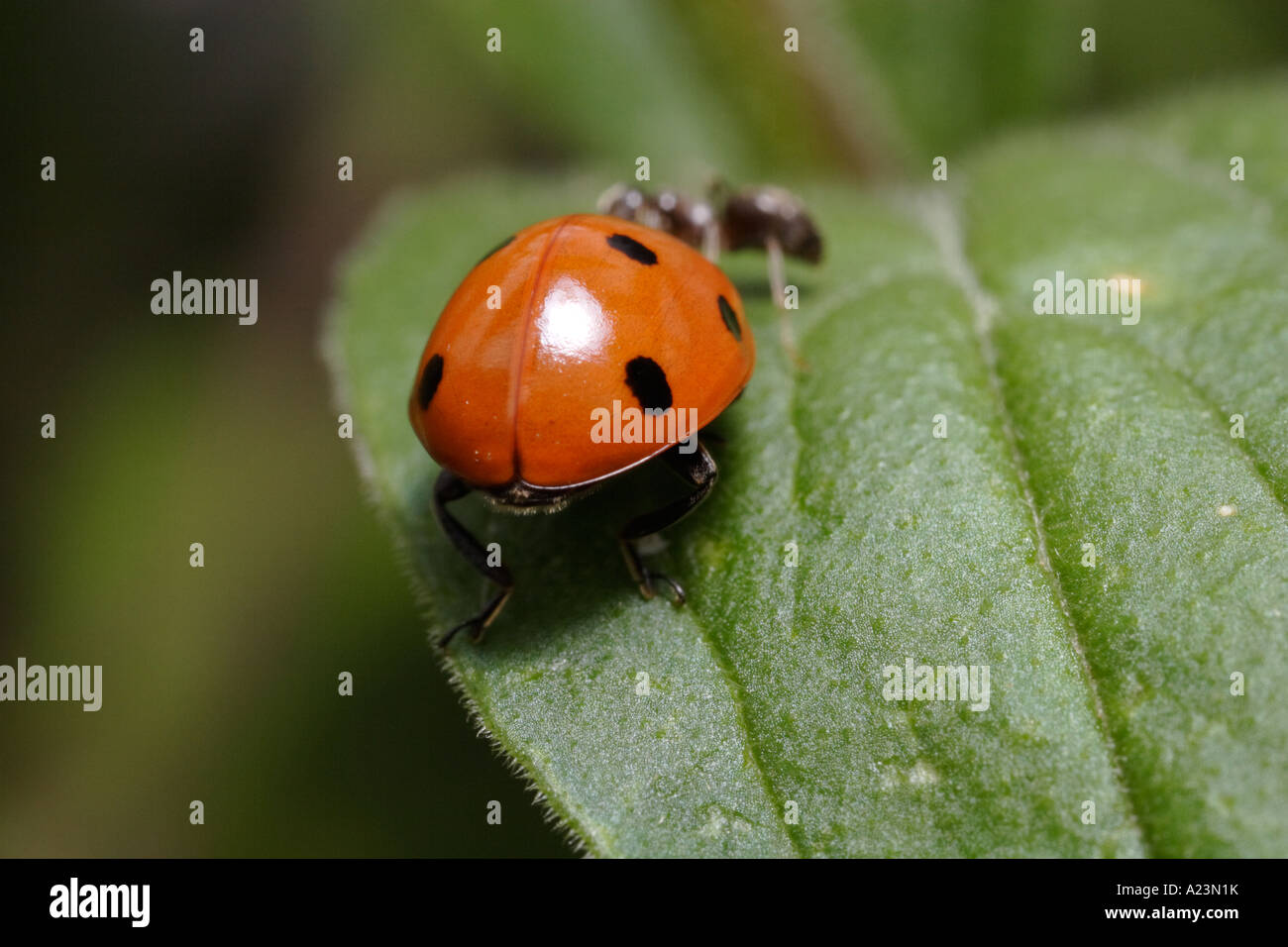 A seven spot ladybug is attacked by ants (black garden ant, Lasius niger, and Coccinella septempunctata) Stock Photo