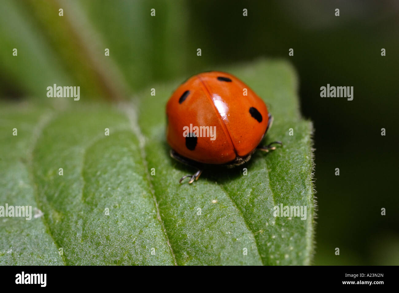 A seven spot ladybug is attacked by ants (black garden ant, Lasius niger, and Coccinella septempunctata) Stock Photo