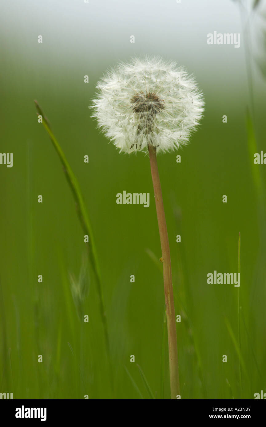 Seed grasses hi-res stock photography and images - Alamy