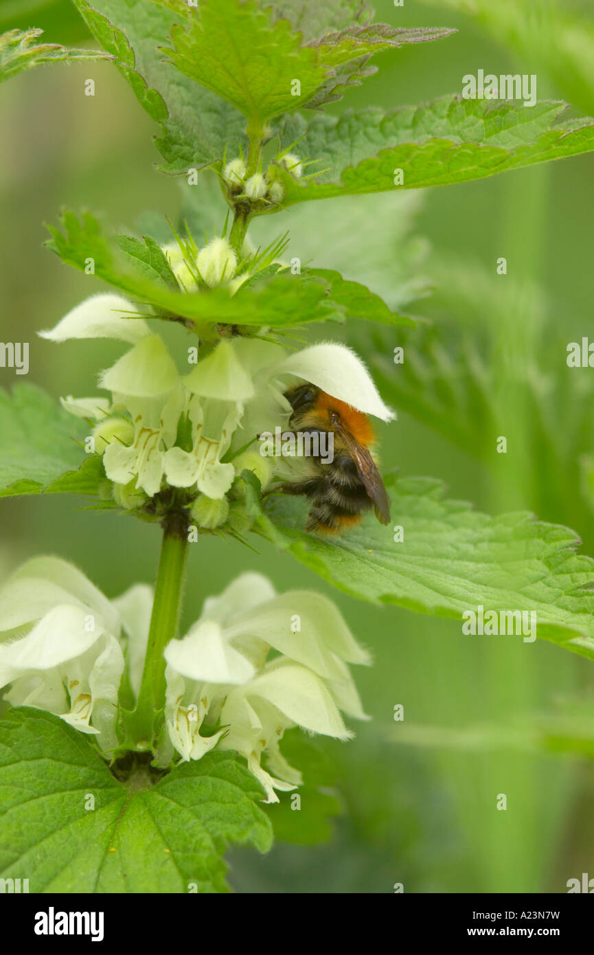 Stinging nettle pollination hires stock photography and images Alamy