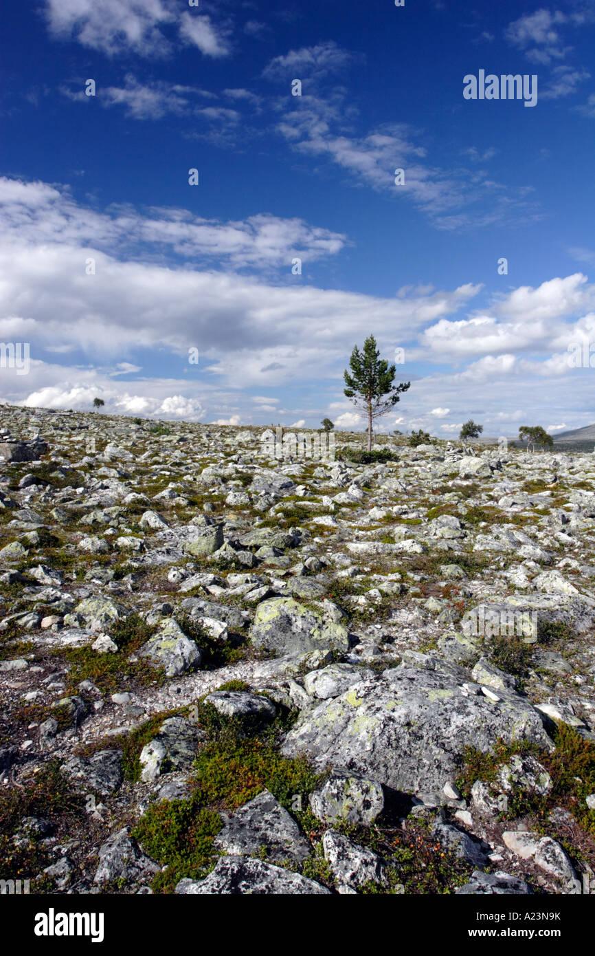 Tree on fjäll, Norway Stock Photo