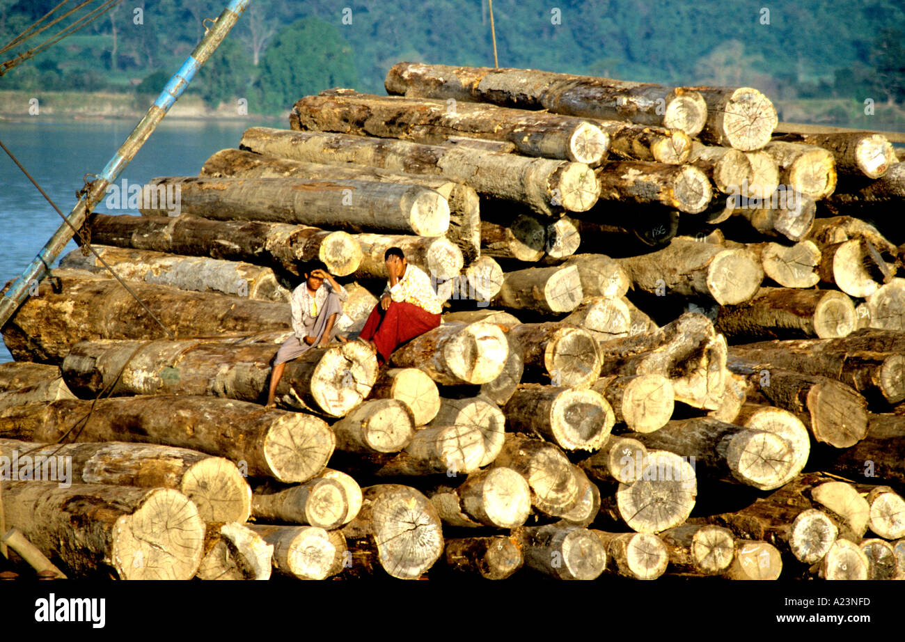 Burma Teak logs piled high on huge rafts for transporting down Irrawaddy river to sawmills at Mandalay Stock Photo