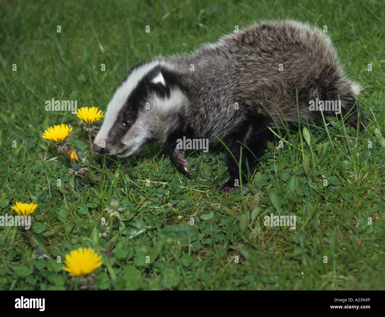 Female Badger Cub (Meles meles) Stock Photo