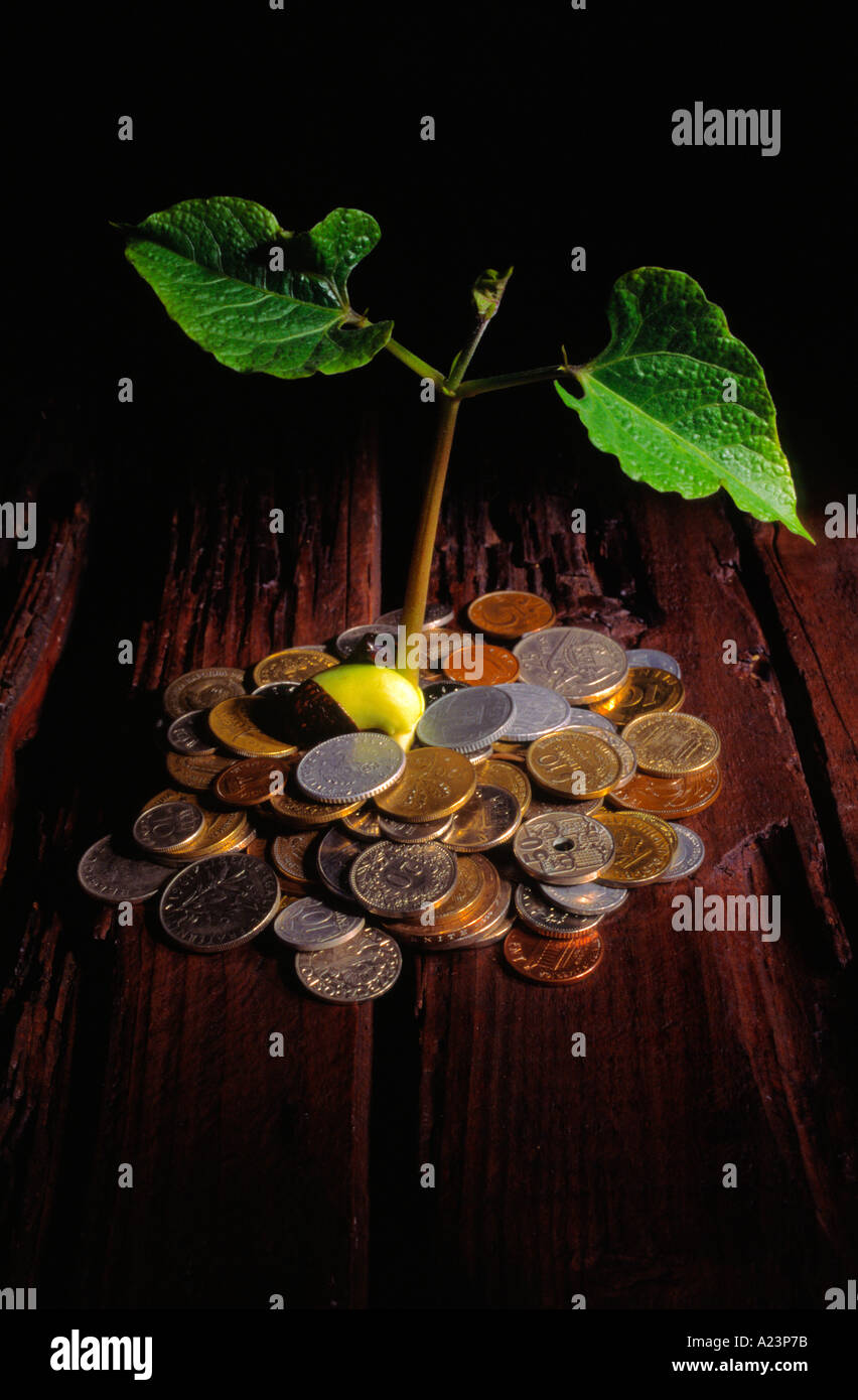 Bean plant growing out of a pile of coins Stock Photo