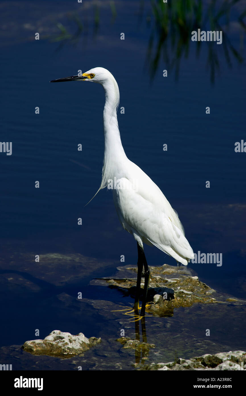 Snowy egret white heron everglades state national park florida usa Stock Photo